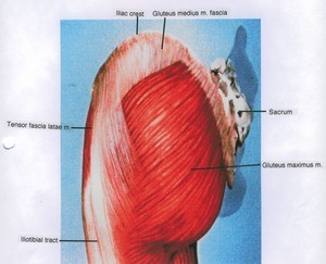 Illustration of dissection of the muscles of the left hip, lateral view