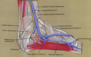 Illustration of dissection of the left ankle, medial view, emphasizing the musculature and ligaments, showing the overlying great saphenous vein running with the medial dorsal cutaneous nerve