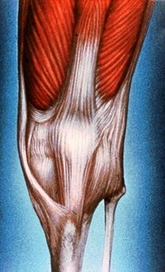 illustration of anterior aspect of left knee, showing patella, medial & lateral patellar retinacula, sartorius m. and its tendon, tibial tuberosity, head and proximal shaft of fibula, insertion of iliotibial tract