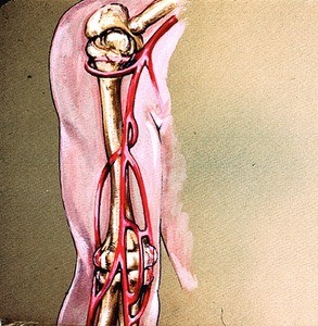 Illustration of major arteries & anastomoses of right arm & proximal forearm in relation to bones