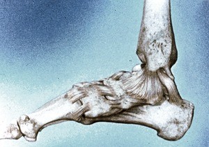 Illustration of skeleton of right ankle & foot, medial view, emphasizing ligaments