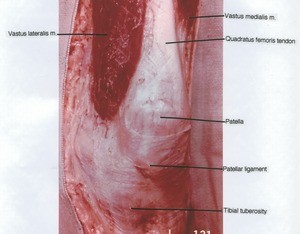 Natural color photograph of superficial dissection of the right knee