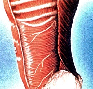 Illustration of anterolateral body thoracoabdominal wall, emphasizing transversus abdominus muscle and nerves: 10th intercostal, subcostal, iliohypogastric)