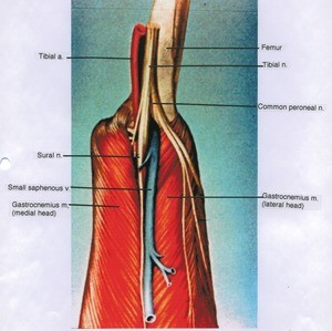 Illustration of right knee, posterior view, showing artery, vein, nerves, bone and muscle