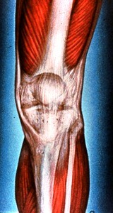Illustration of dissected left lower thigh, knee and upper leg, emphasizing rectus femoris tendon, vasti medialis & lateralis muscles, patella, sartorius m. tendon, tibia & fibula, medial & lateral heads of gastrocnemius muscle