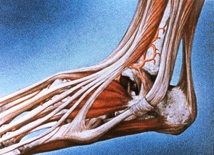 Illustration of dissection of left ankle and proximal foot, lateral view