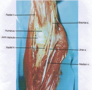 Natural color photograph of dissection of right cubital region, anterior view, showing the major nerves of the arm and forearm