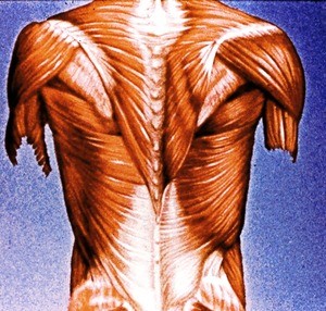 Illustration of superficial muscles of the back