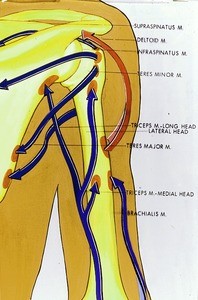 Illustration of muscles acting upon the right shoulder joint and their actions, posterior view