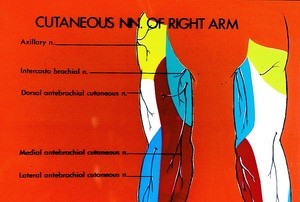 Illustration of cutaneous nerves of right arm in diagrammatic form, ant. & post. views; in color: cutaneous areas of nerve distribution