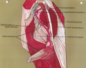 Illustration of left hip, anterio-lateral view, showing muscles, ligament and artery (lateral femoral circumflex), with rectus femoris reflected