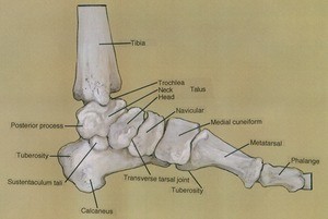 Illustration of bones of right ankle and foot, medial view