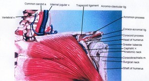 Illustration of the left pectoral and shoulder region, anterior view, showing major bone structure, muscles, arteries, and veins