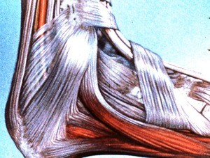 Illustration of dissection of ligaments and tendons of right ankle, lateral view
