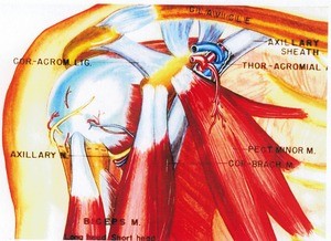 Illustration of right shoulder, anterior view, showing muscles, nerves, ligament, bones and axillary sheet