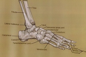 Illustration of dissection showing the bones of the foot and ankle, lateral view