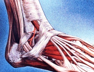 Illustration of dissection of right ankle and dorsum of foot, anterolateral view