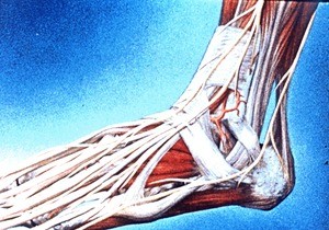 Illustration of dissection of left ankle and foot, anterolateral view