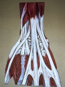 Illustration of left long digital extensor tendons, carpal extensor tendons and dorsal interossei mm