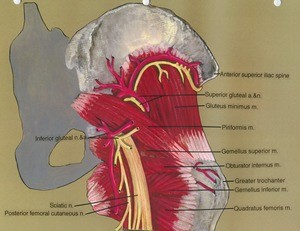 Illustration of dissection of the right gluteal region, posterior view