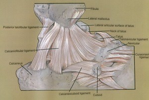 Illustration of dissection the right ankle, lateral view, emphasizing the ligaments