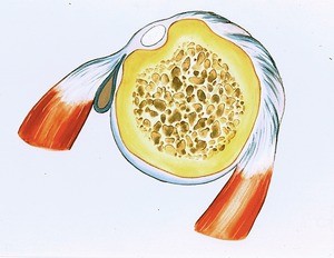 Illustration of drawing of cross-section of head of right humerus (from above) showing