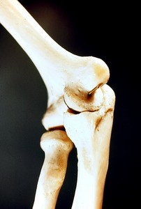 Color photograph of articulated dried bones of elbow joint, semiflexed, medial aspect