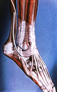 Illustration of right shin, ankle and foot, lateral aspect