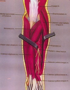 extensor digitorum forearm