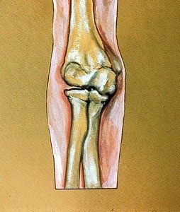 Artist's rendering of right elbow region, anterior view, with humerus, radius and ulna drawn anterior to it