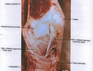 Natural color photograph of left knee, anterior view, showing muscle, nerve and medial collateral ligaments