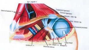 Illustration of dissection of the left shoulder, anterior view, showing the shoulder joint and related structures