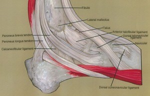 Illustration of dissection of the right foot, lateral view, showing the ligaments and tendons in relation to the lateral malleolus