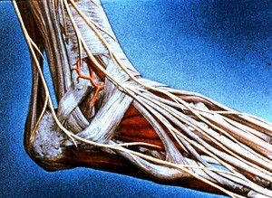 Illustration of dissection of right ankle and foot, lateral view