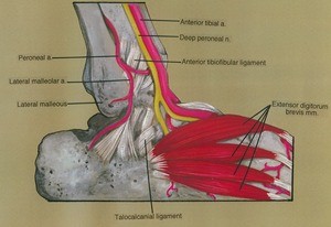 Illustration of dissection of the right ankle, lateral view, showing ligaments and vasculature and their relation to the extensor digitorum brevis muscle