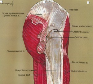 Illustration of right hip, lateral view, showing muscles, ligaments and bones (ghosted)