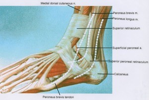 Illustration of dissection of the left ankle showing significant nerves, muscles and ligaments