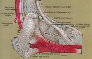 Illustration of dissection of the right ankle, lateral view, showing the major muscles, ligaments and tendons, with the extensor retinaculum and calcaneal tendon removed