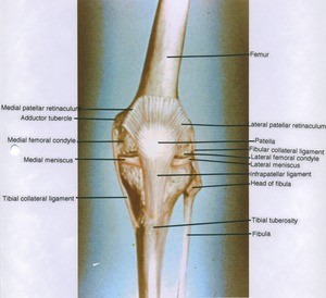 Illustration of left knee, anterior view, showing bones, menisci and ligaments