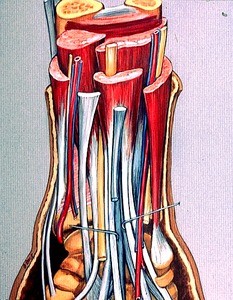 Color illustration of right wrist, anterior (palmar) view, showing nerves, bones, tendons, muscles, veins and arteries