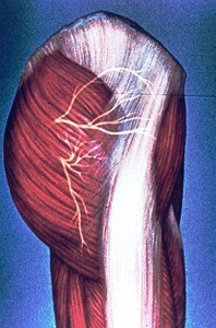 Illustration of musculature of right hip, gluteal region & upper thigh, lateral view, showing superior and middle cluneal nerves (cutaneous)