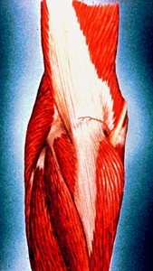 Illustration of left elbow, posterior view; emphasis on muscles; ulnar nerve visible overlying medial epicondyle