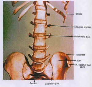 Illustration of lumbar and sacral spine, sacroiliac joint and the ilium