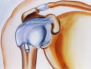 Illustration of diagram of anterior view of right gleno-humeral joint laid bare of muscles