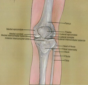 Illustration of left knee, anterior view, showing bones imposed on surface anatomy