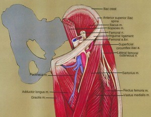 Illustration of dissection of the femoral triangle, showing the associated muscles and neurovasculature