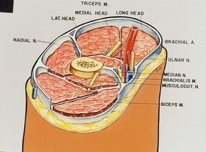 Illustration of cross-section of upper right arm, showing major muscles, arteries, veins and nerves