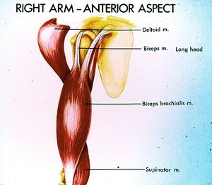 Illustration/drawing of muscles of right arm, anterior view