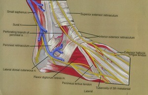 Illustration of dissection of right ankle and dorsum of foot, anterolateral view