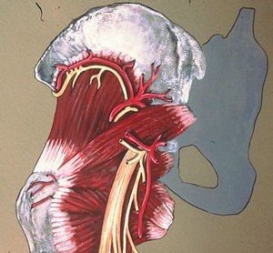 illustration of posterior view of left hip, dissected to show piriformis m., sciatic n., posterior femoral cutaneous n. & inferior gluteal n. & companion arteries; obturator int. m., gemelli mm., & quadratus femoris m